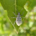 Myllocerus undecimpustulatus