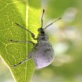 Myllocerus undecimpustulatus