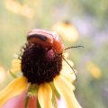 Meloidae