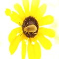 Meloidae
