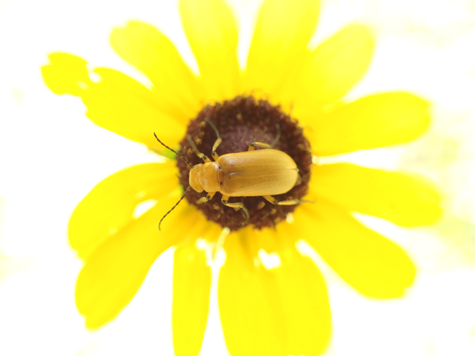 Family Meloidae (Blister Beetles)