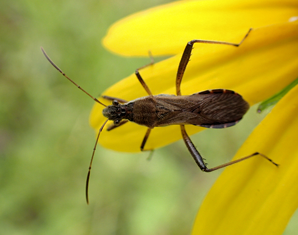 Alydus pilosulus (White-margined Alydid)