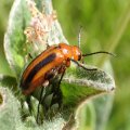Meloidae
