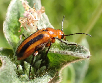 Family Meloidae (Blister Beetles)