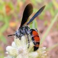 Dielis dorsata