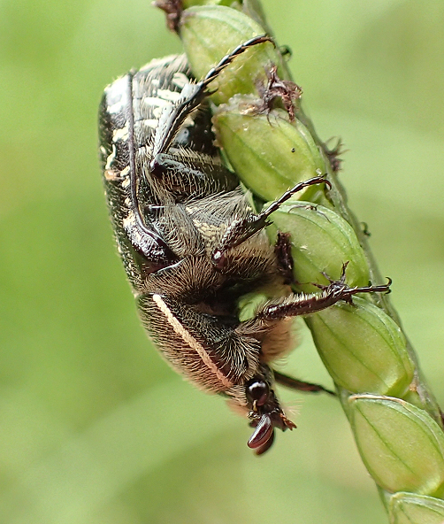 Euphoria sepulcralis (Dark Flower Scarab)