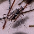 Ellipsoptera hamata
