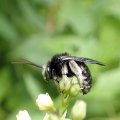Melissodes bimaculatus