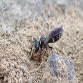 Philanthus gibbosus