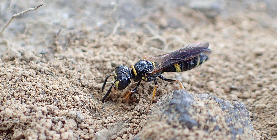Philanthus gibbosus (Hump-backed Beewolf)