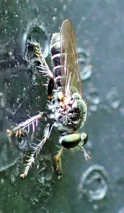 Genus Atomosia (Micropanthers)