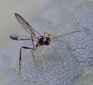 Genus Anomalon