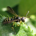 Cerceris