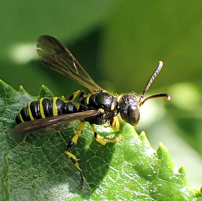 Genus Cerceris (Typical Weevil Wasps and Allies)