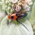 Macrosiagon limbata