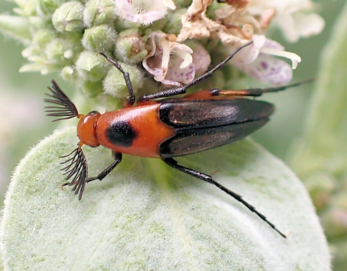 Macrosiagon limbata (Bordered Wedge-shaped Beetle)