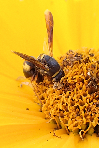 Euodynerus hidalgo (Hidalgo Mason Wasp)