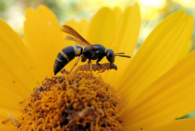 Euodynerus hidalgo (Hidalgo Mason Wasp)