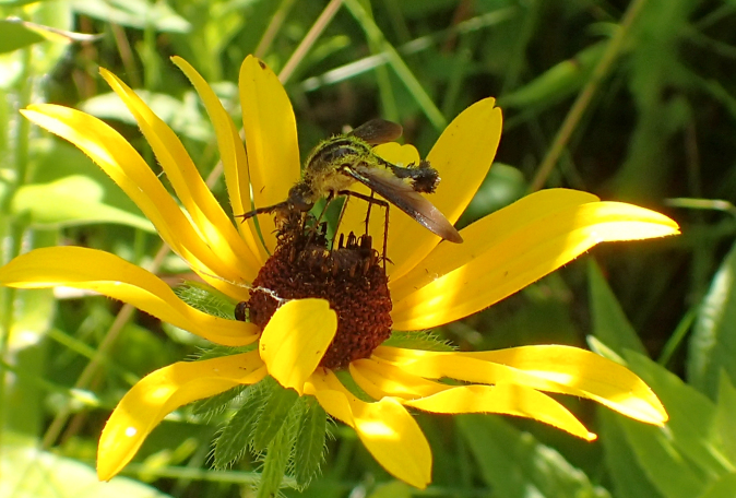 Genus Lepidophora