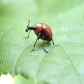 Homoeolabus analis