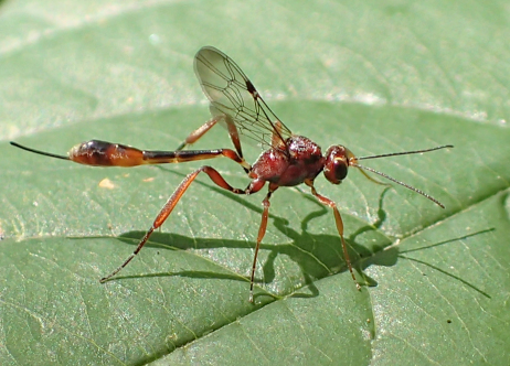 Anomalon ejuncidum