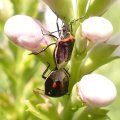Cosmopepla lintneriana