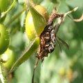 Eumeninae