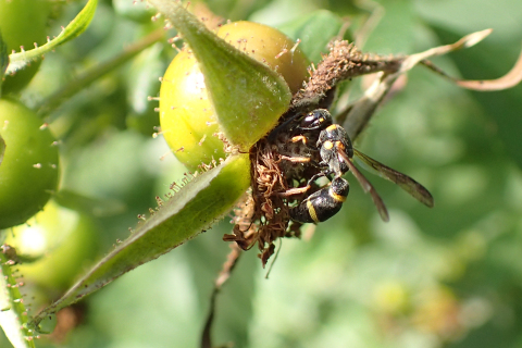 Subfamily Eumeninae (Potter Wasps)
