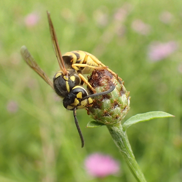 Genus Vespula (Ground Yellowjackets)