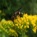 Philanthus gibbosus