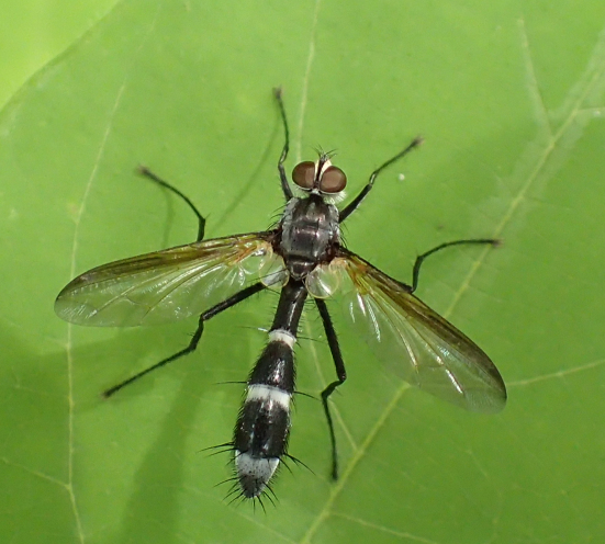 Cordyligaster septentrionalis