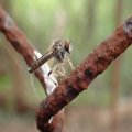 Asilidae