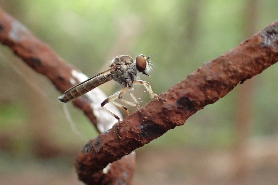 Family Asilidae (Robber Flies)