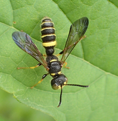 Genus Cerceris (Typical Weevil Wasps and Allies)