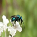 Chrysididae