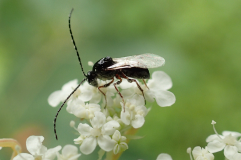 Superfamily Cynipoidea (Gall Wasps and Allies)