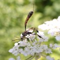 Gasteruptiidae