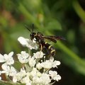 Leucospis affinis