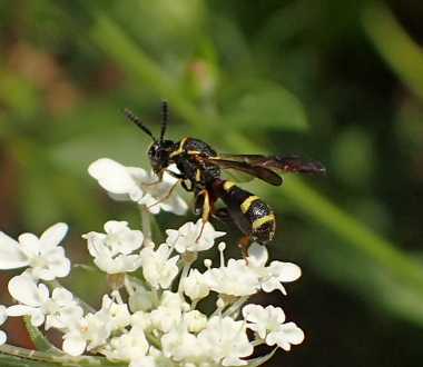 Leucospis affinis