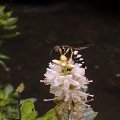 Bicyrtes quadrifasciatus