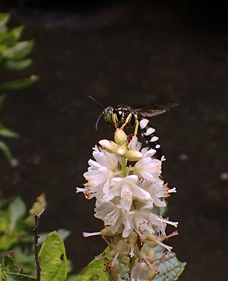 Bicyrtes quadrifasciatus (Four-banded Stink Bug Wasp)