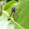 Efferia aestuans