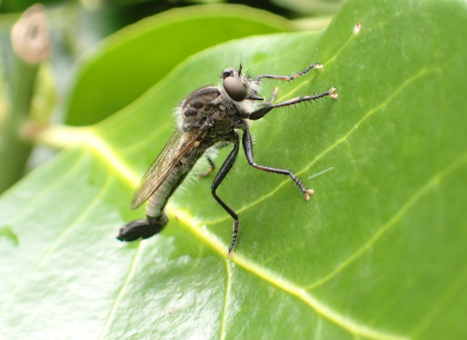 Efferia aestuans (Northeastern Hammertail)
