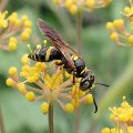 Philanthus gibbosus
