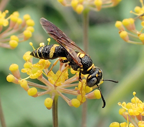 Philanthus gibbosus (Hump-backed Beewolf)