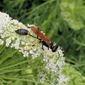 Sceliphron caementarium