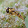 Sphaerophoria