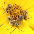 Apidae
