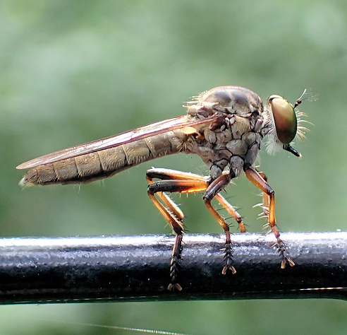 Genus Ommatius (Plumetops)