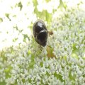 Thyreocoridae